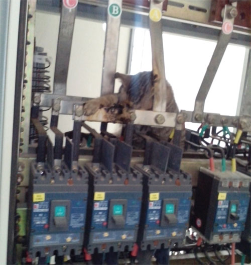 一只貓引發(fā)的配電柜管理的思考 一只貓引發(fā)的配電柜管理的思考